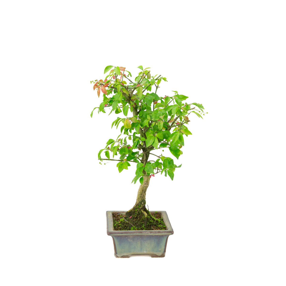 Euonymus alatus (Vinget benved) grønblå rektangulær potte, højde ~36cm