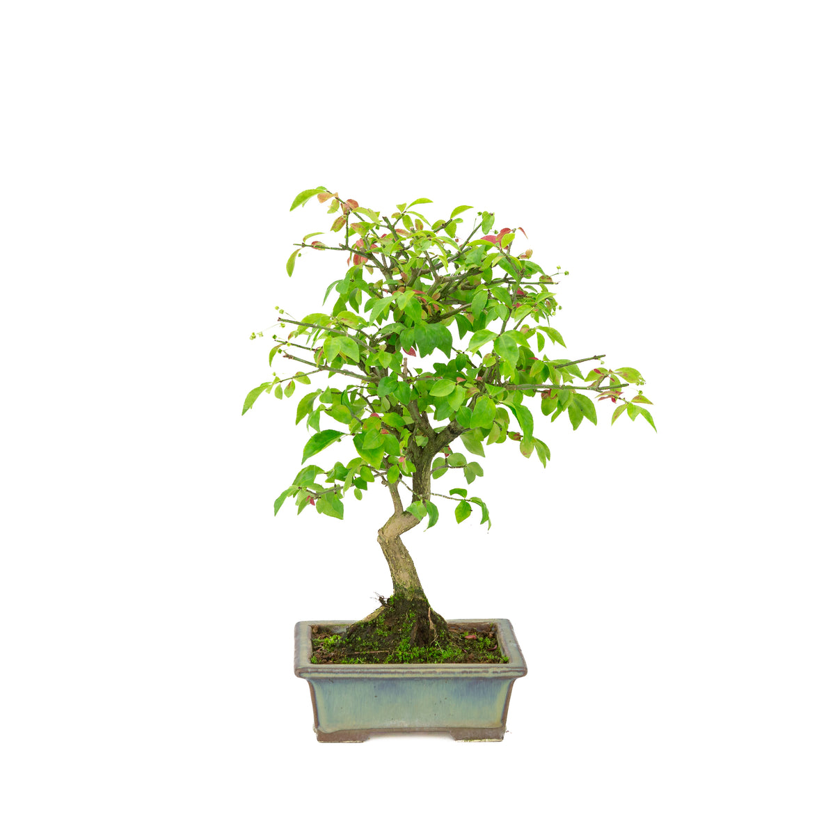 Euonymus alatus (Vinget benved) grønblå rektangulær potte, højde ~36cm