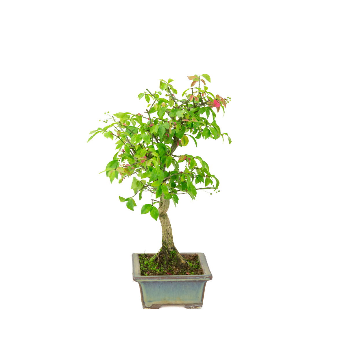 Euonymus alatus (Vinget benved) grønblå rektangulær potte, højde ~36cm
