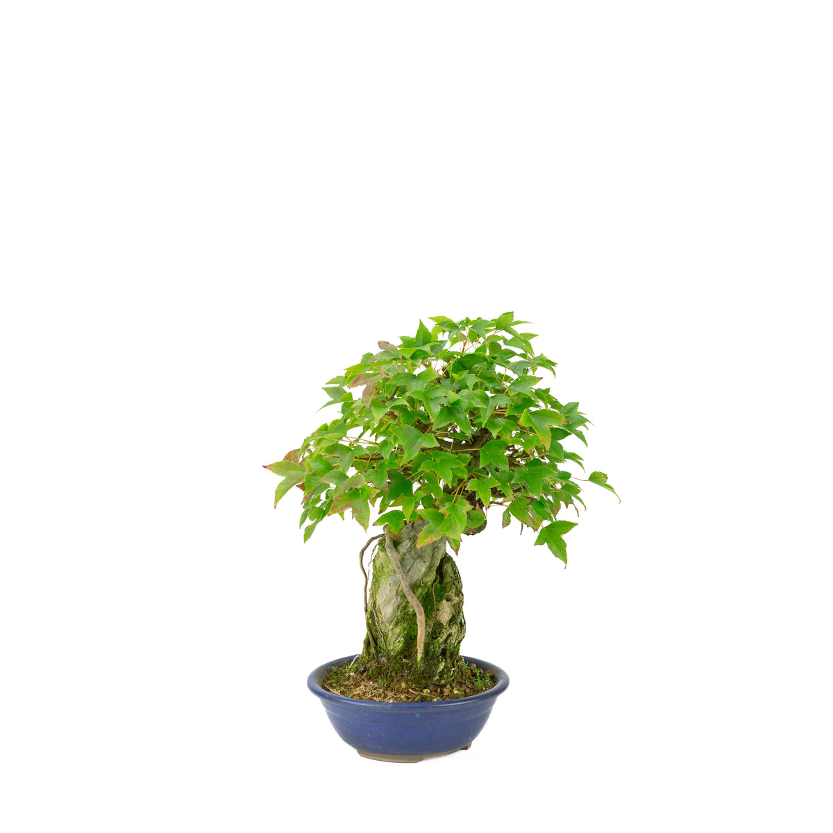 Acer buergerianum (Tretandet ahorn) Seki-joju i blå rund potte, højde ~29 cm
