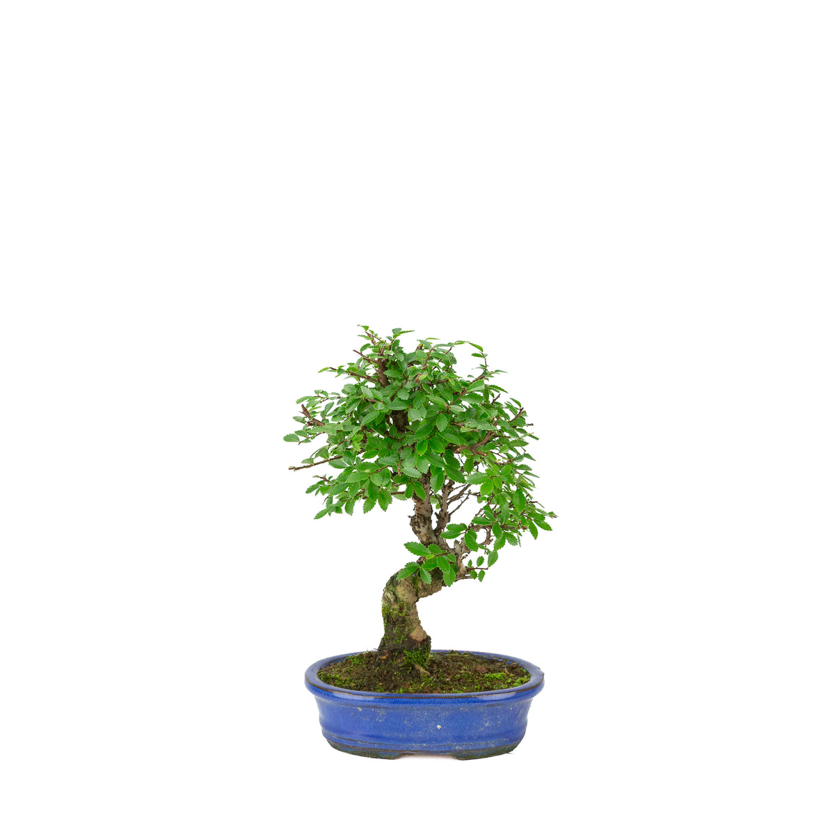 Zelkova nire (japansk elm) i blå oval potte, højde ~28 cm