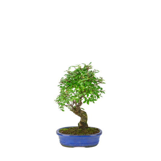 Zelkova nire (japansk elm) i blå oval potte, højde ~28 cm