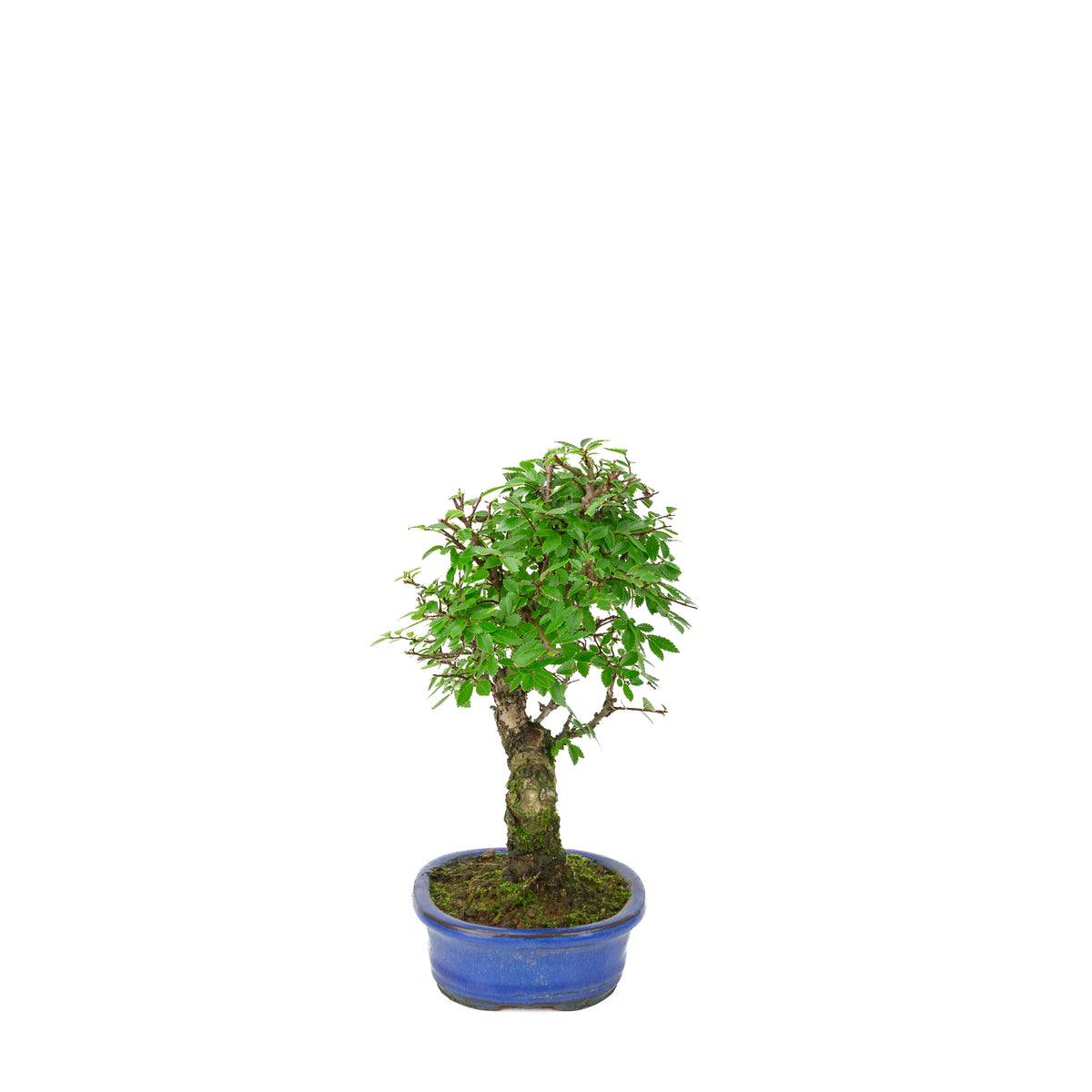 Zelkova nire (japansk elm) i blå oval potte, højde ~28 cm