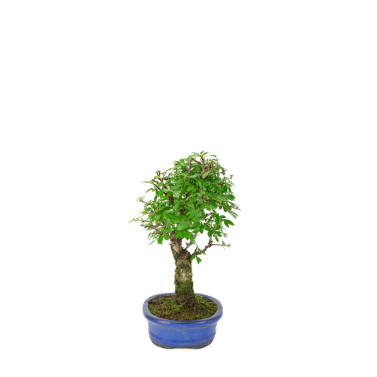 Zelkova nire (japansk elm) i blå oval potte, højde ~28 cm