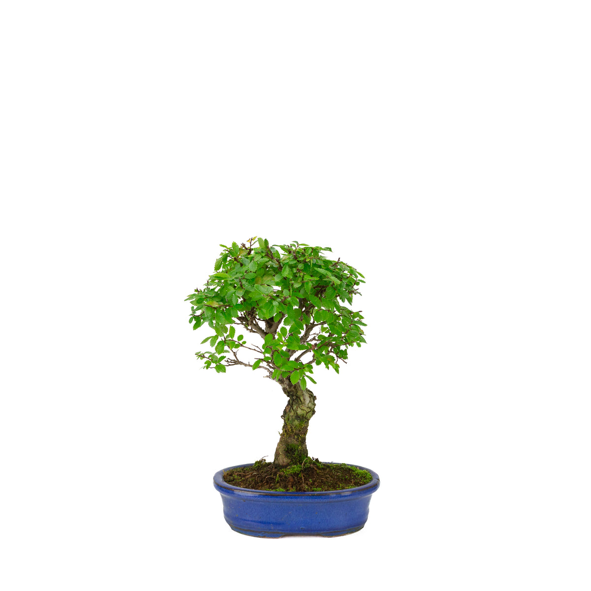 Zelkova nire (Japansk elm) i blå oval potte, højde ~28 cm