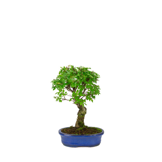 Zelkova nire (Japansk elm) i blå oval potte, højde ~28 cm