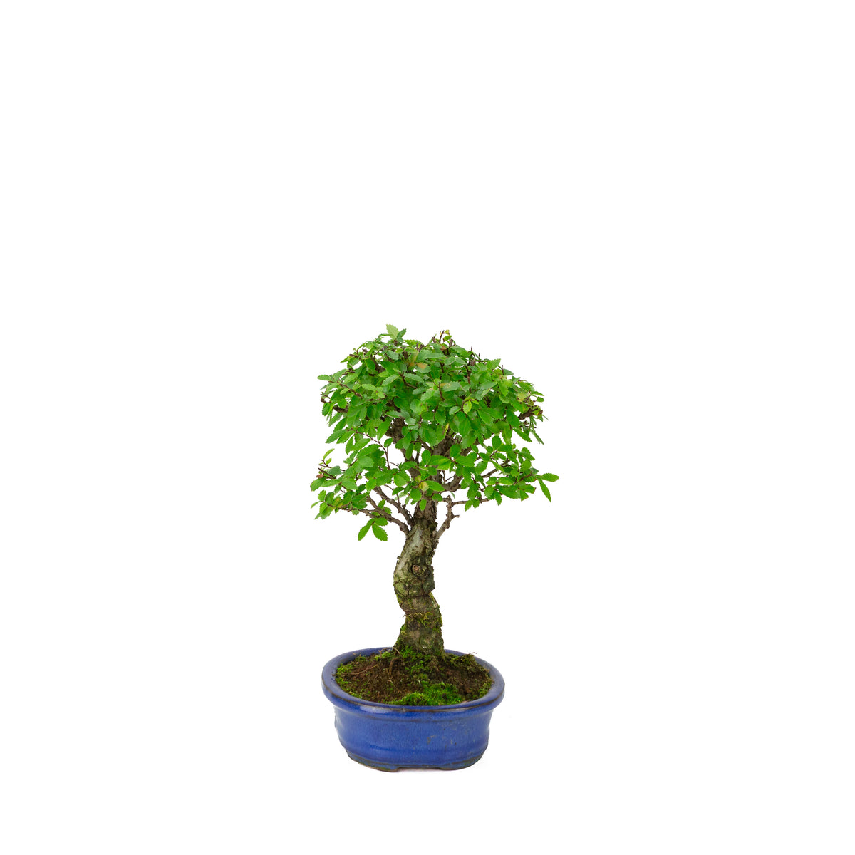 Zelkova nire (Japansk elm) i blå oval potte, højde ~28 cm