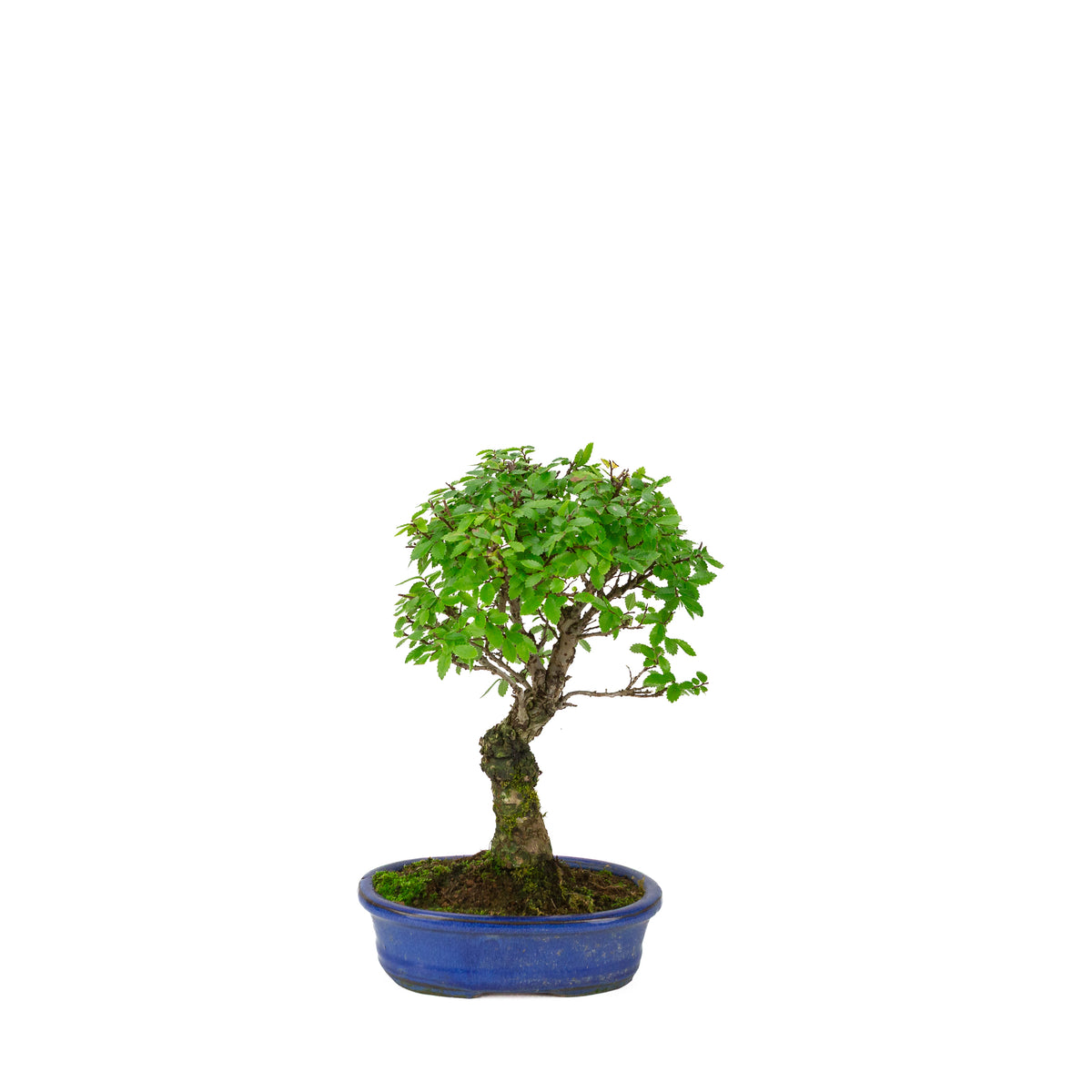 Zelkova nire (Japansk elm) i blå oval potte, højde ~28 cm