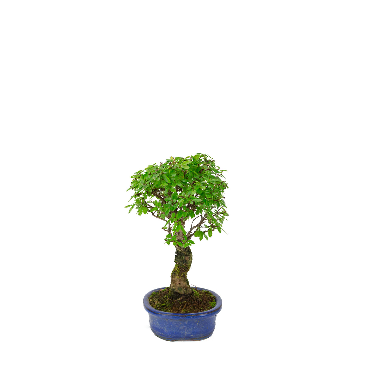 Zelkova nire (Japansk elm) i blå oval potte, højde ~28 cm