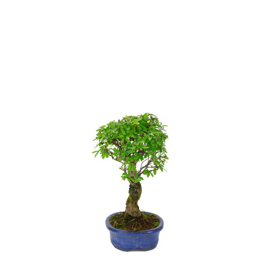 Zelkova nire (Japansk elm) i blå oval potte, højde ~28 cm
