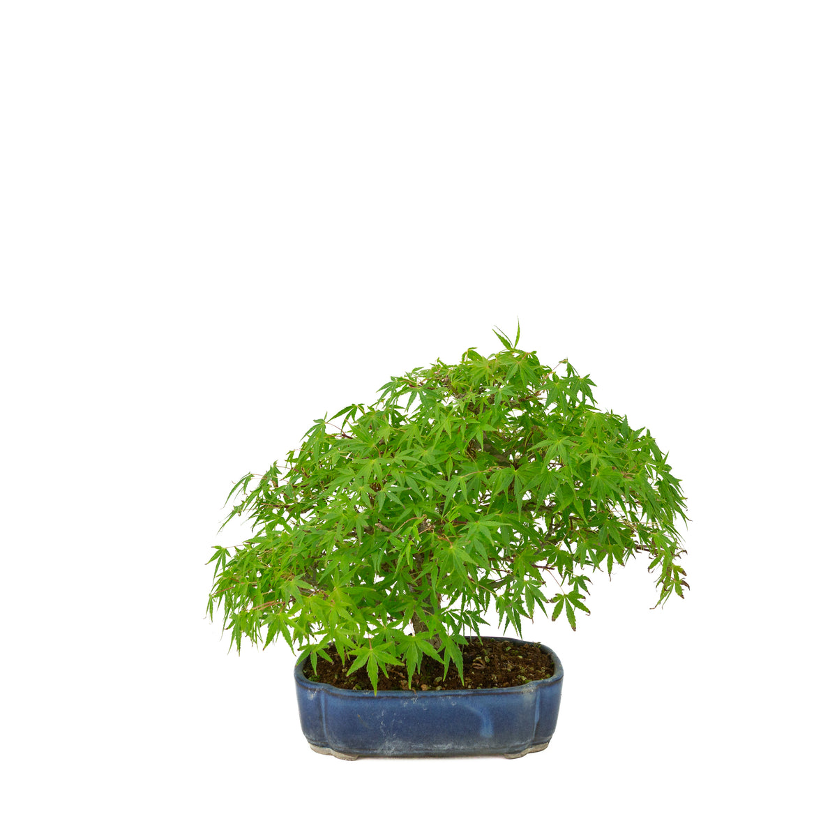 Acer palmatum (Japansk ahorn) blå mokko-krukke, højde ~26 cm