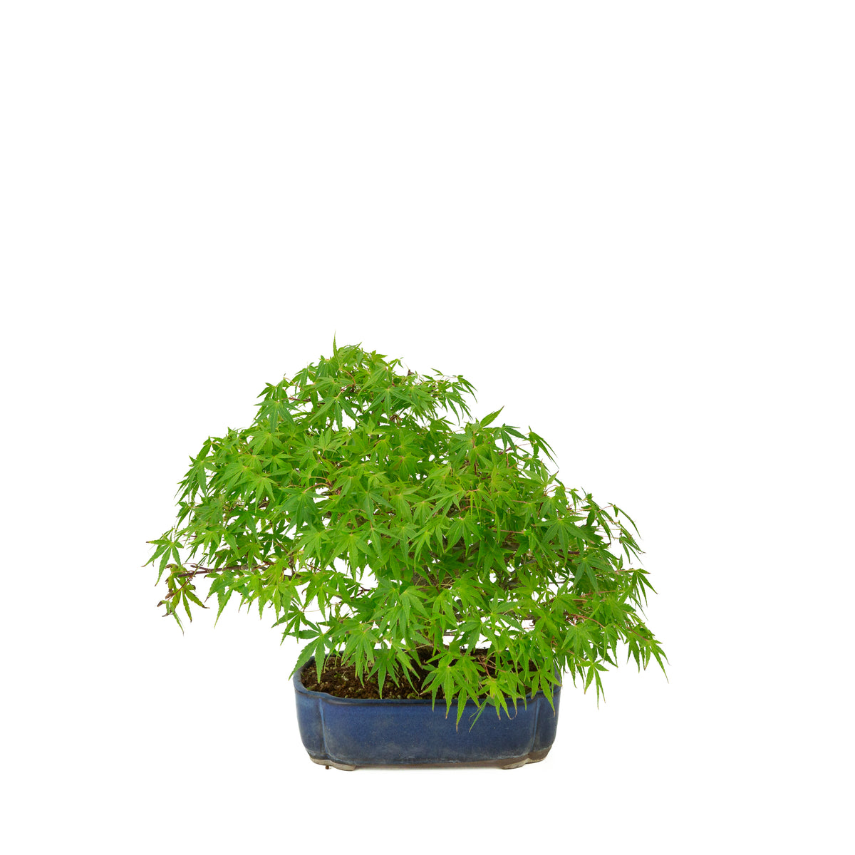 Acer palmatum (Japansk ahorn) blå mokko-krukke, højde ~26 cm