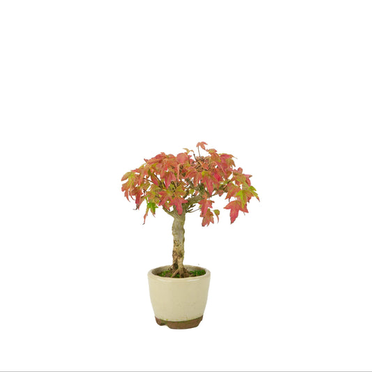 Acer buergerianum (tretandet ahorn) cremefarvet rund potte, højde ~24 cm
