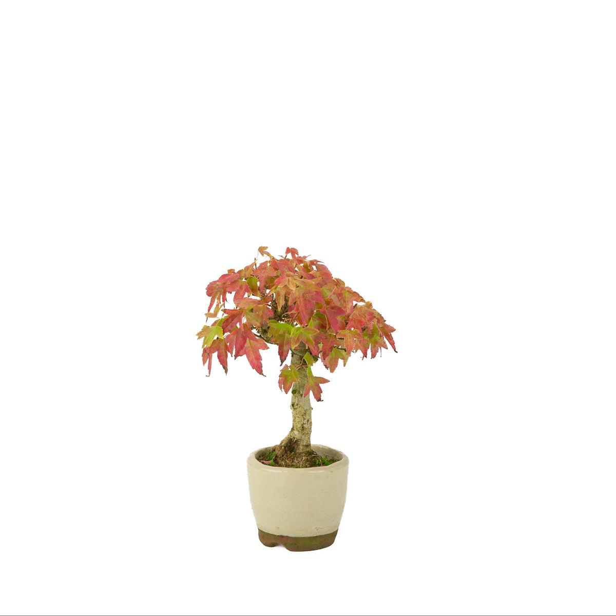 Acer buergerianum (tretandet ahorn) cremefarvet rund potte, højde ~24 cm