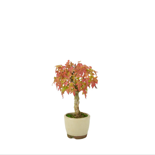 Acer buergerianum (tretandet ahorn) cremefarvet rund potte, højde ~24 cm
