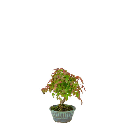 Acer buergerianum (tretandet ahorn) blågrøn rund potte, højde ~17 cm