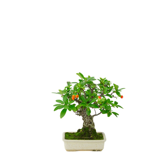 Pyracantha angustifolia (Ildtorn) cremefarvet rektangulær potte, højde ~24cm