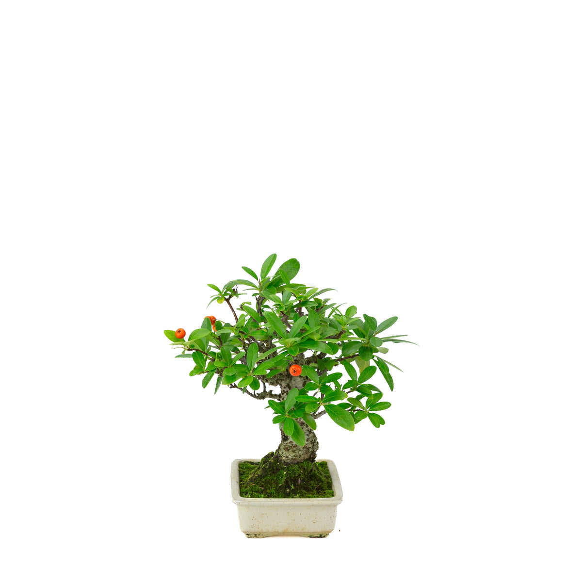 Pyracantha angustifolia (Ildtorn) cremefarvet rektangulær potte, højde ~24cm
