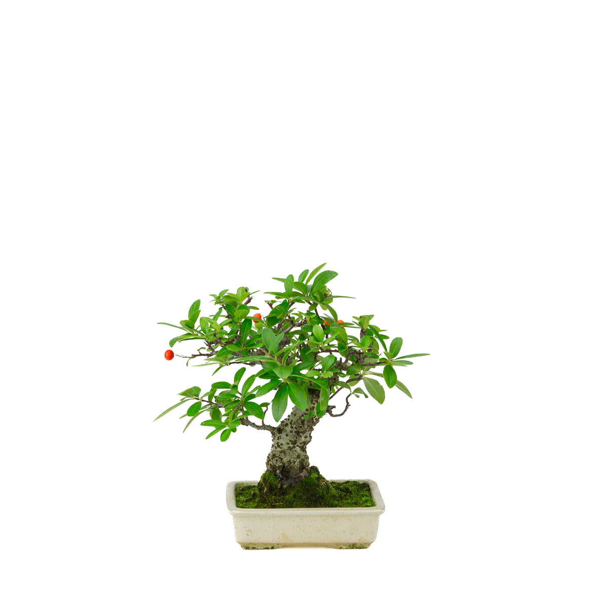 Pyracantha angustifolia (Ildtorn) cremefarvet rektangulær potte, højde ~24cm