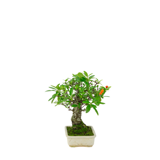 Pyracantha angustifolia (Ildtorn) cremefarvet rektangulær potte, højde ~24cm