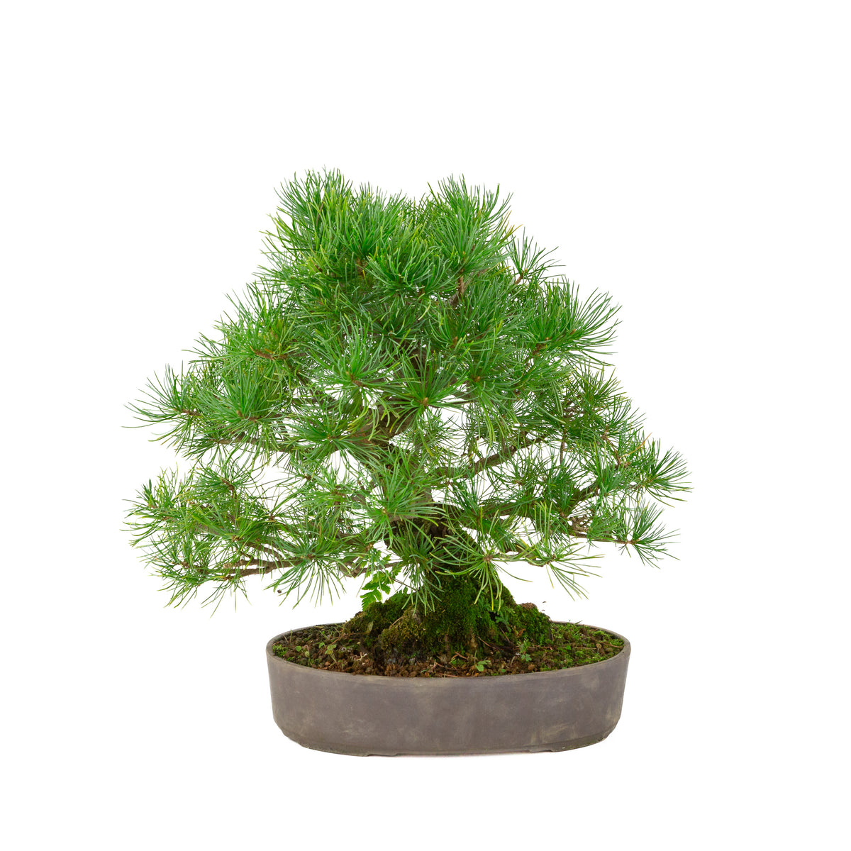 Pinus parviflora uglasset oval potte 25 cm, højde ~37 cm