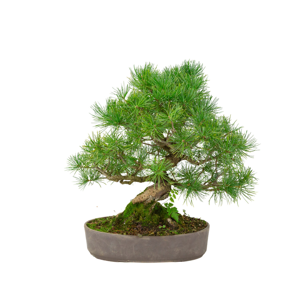 Pinus parviflora uglasset oval potte 25 cm, højde ~37 cm