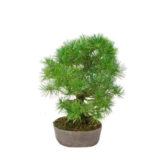 Pinus parviflora uglasset oval potte 25 cm, højde ~37 cm