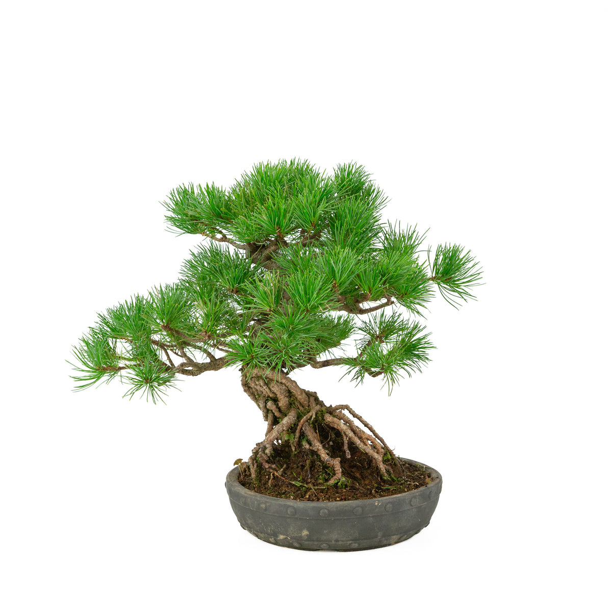 Pinus parviflora uglasset rund tromlepotte 20 cm, højde ~32 cm