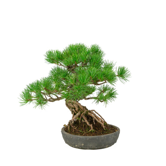 Pinus parviflora uglasset rund tromlepotte 20 cm, højde ~32 cm