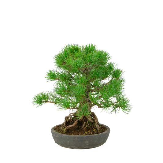 Pinus parviflora uglasset rund tromlepotte 20 cm, højde ~32 cm