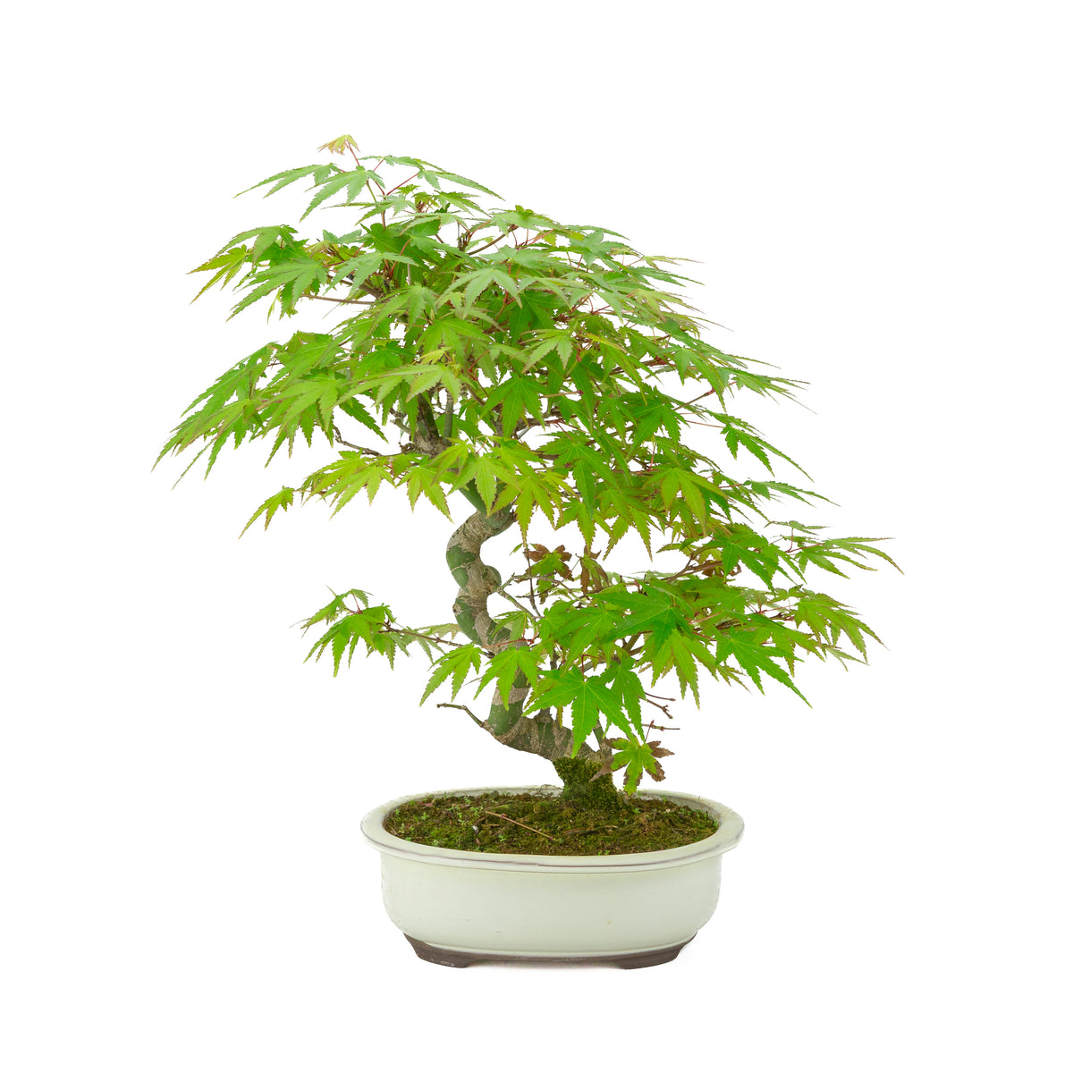 Acer palmatum creme oval krukke 20cm, højde ~36cm