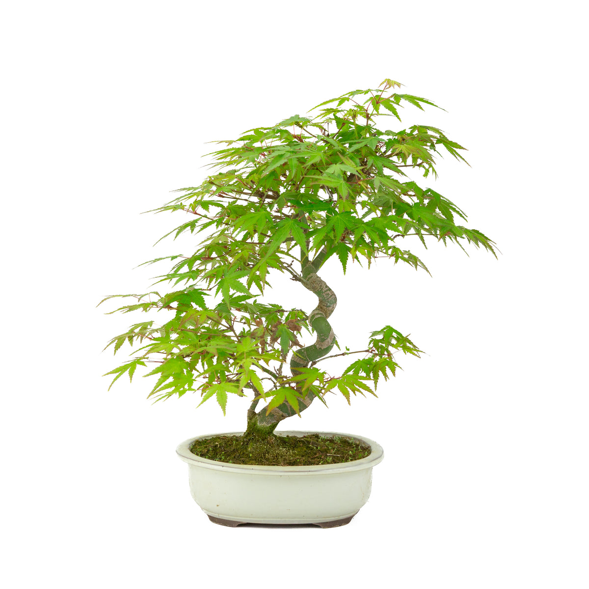 Acer palmatum creme oval krukke 20cm, højde ~36cm