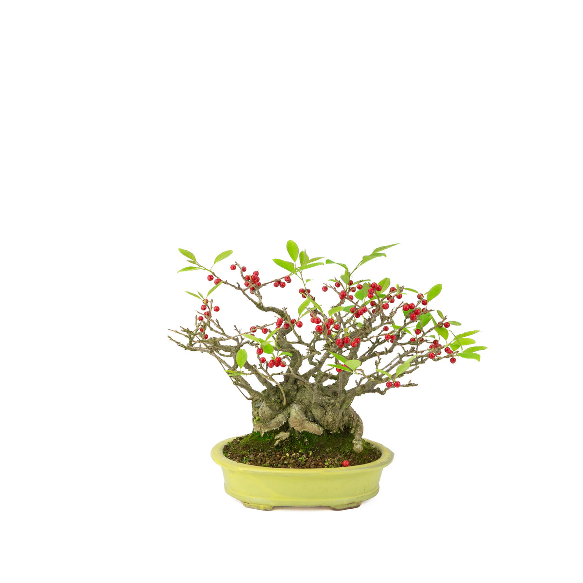 Ilex serrata (Umemodoki) gul oval potte 18cm, højde ~21cm