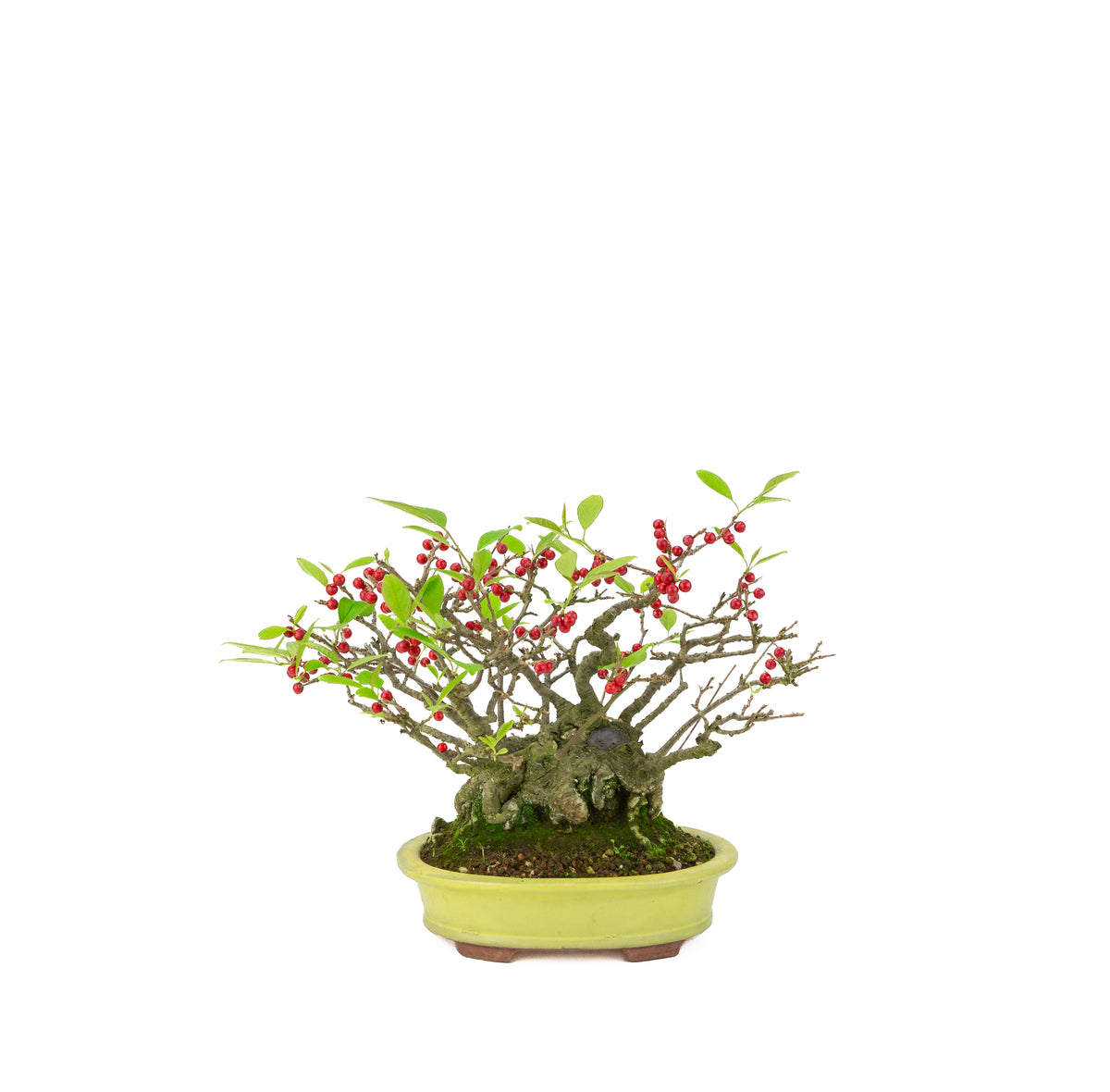Ilex serrata (Umemodoki) gul oval potte 18cm, højde ~21cm