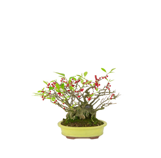 Ilex serrata (Umemodoki) gul oval potte 18cm, højde ~21cm
