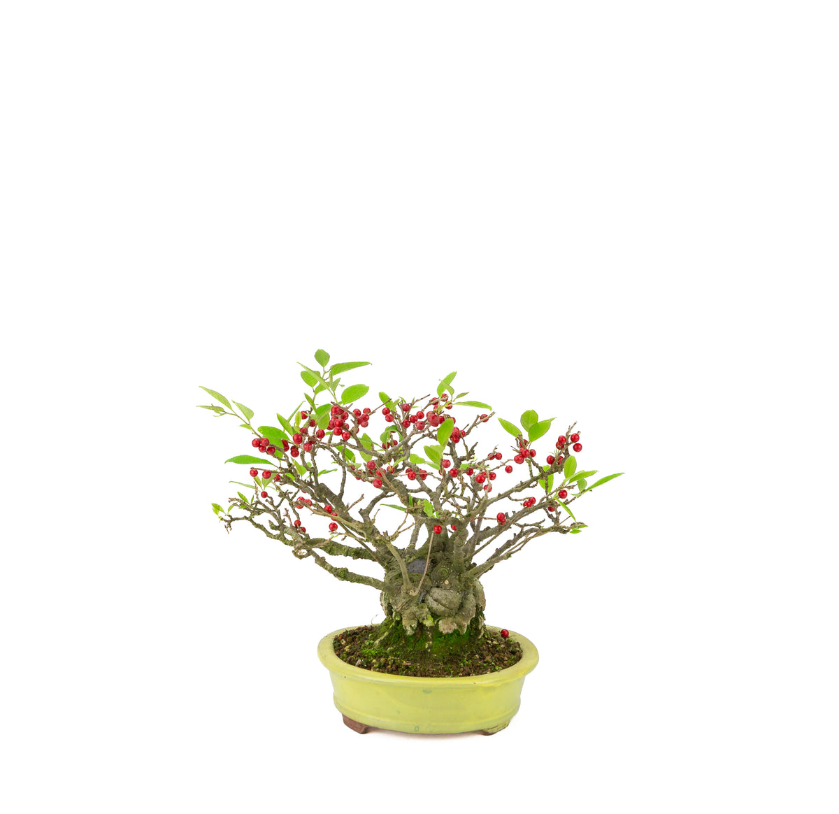 Ilex serrata (Umemodoki) gul oval potte 18cm, højde ~21cm