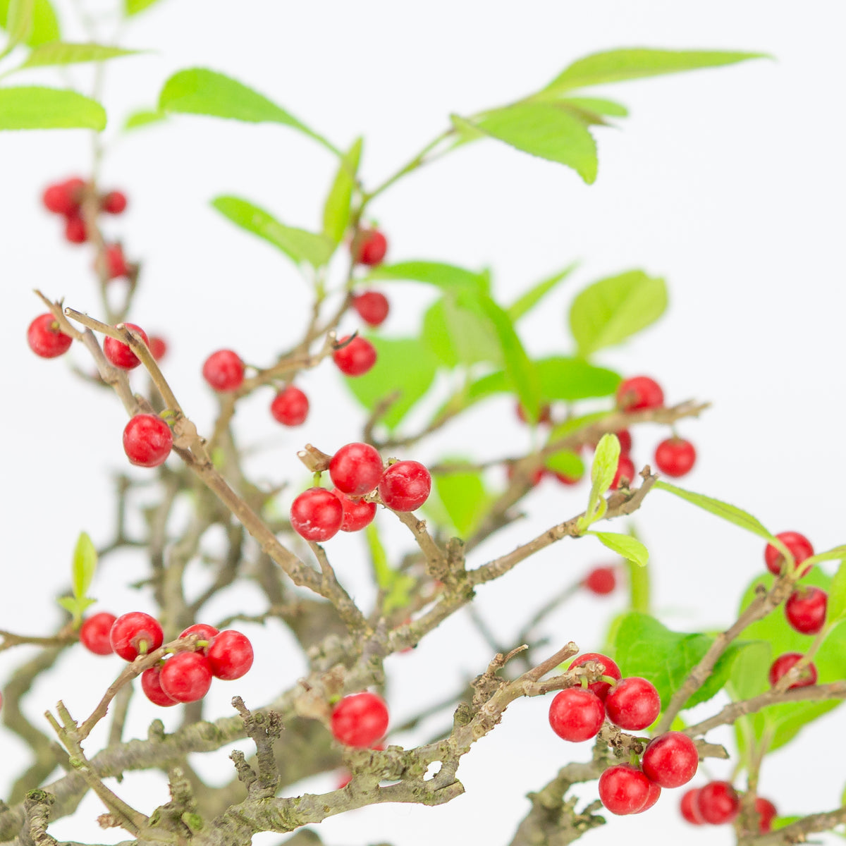 Ilex serrata (Umemodoki) gul oval potte 18cm, højde ~21cm