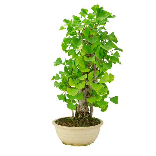 Ginkgo biloba-plante i rund potte 20 cm, højde ~50 cm