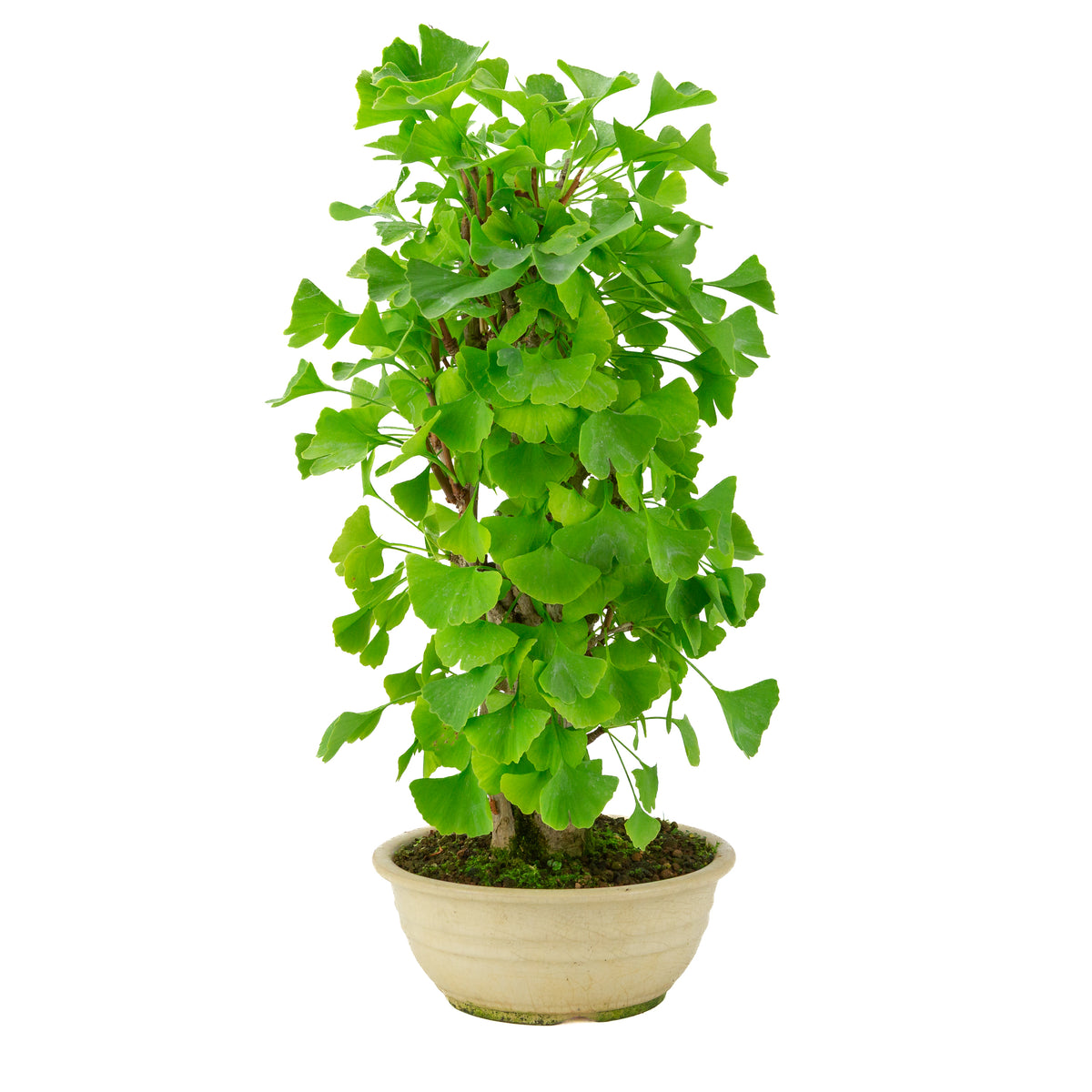 Ginkgo biloba-plante i rund potte 20 cm, højde ~50 cm