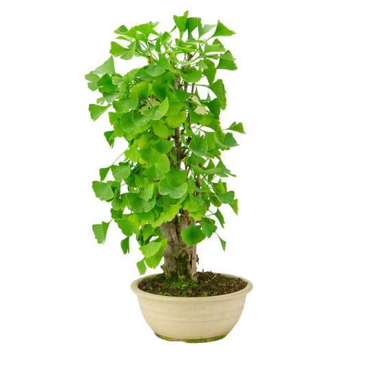 Ginkgo biloba-plante i rund potte 20 cm, højde ~50 cm