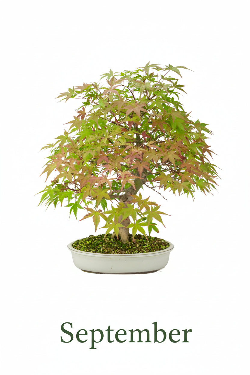 Acer palmatum 'Benichidori' (Japansk ahorn), højde ~46 cm