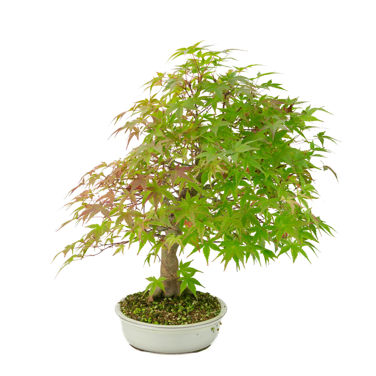 Acer palmatum 'Benichidori' (Japansk ahorn), højde ~46 cm
