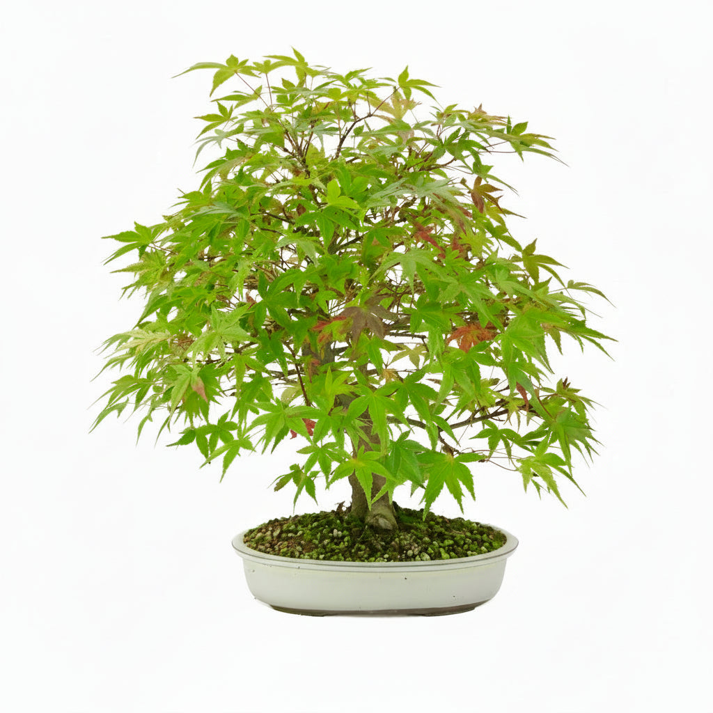 Acer palmatum 'Benichidori' (Japansk ahorn), højde ~46 cm