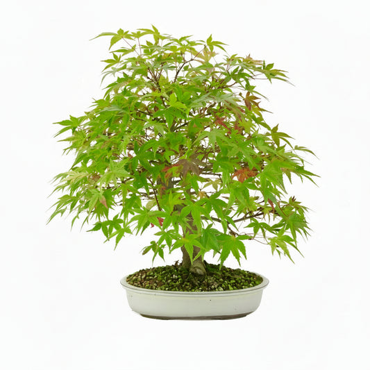 Acer palmatum 'Benichidori' (Japansk ahorn), højde ~46 cm