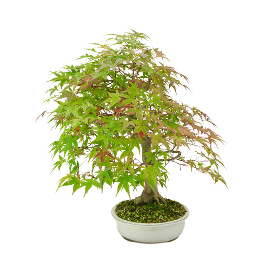 Acer palmatum 'Benichidori' (Japansk ahorn), højde ~46 cm