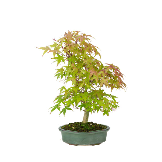 Acer palmatum Deshojo (japansk løn), højde ~40 cm