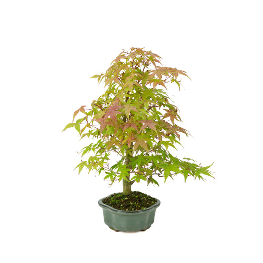 Acer palmatum Deshojo (japansk løn), højde ~40 cm