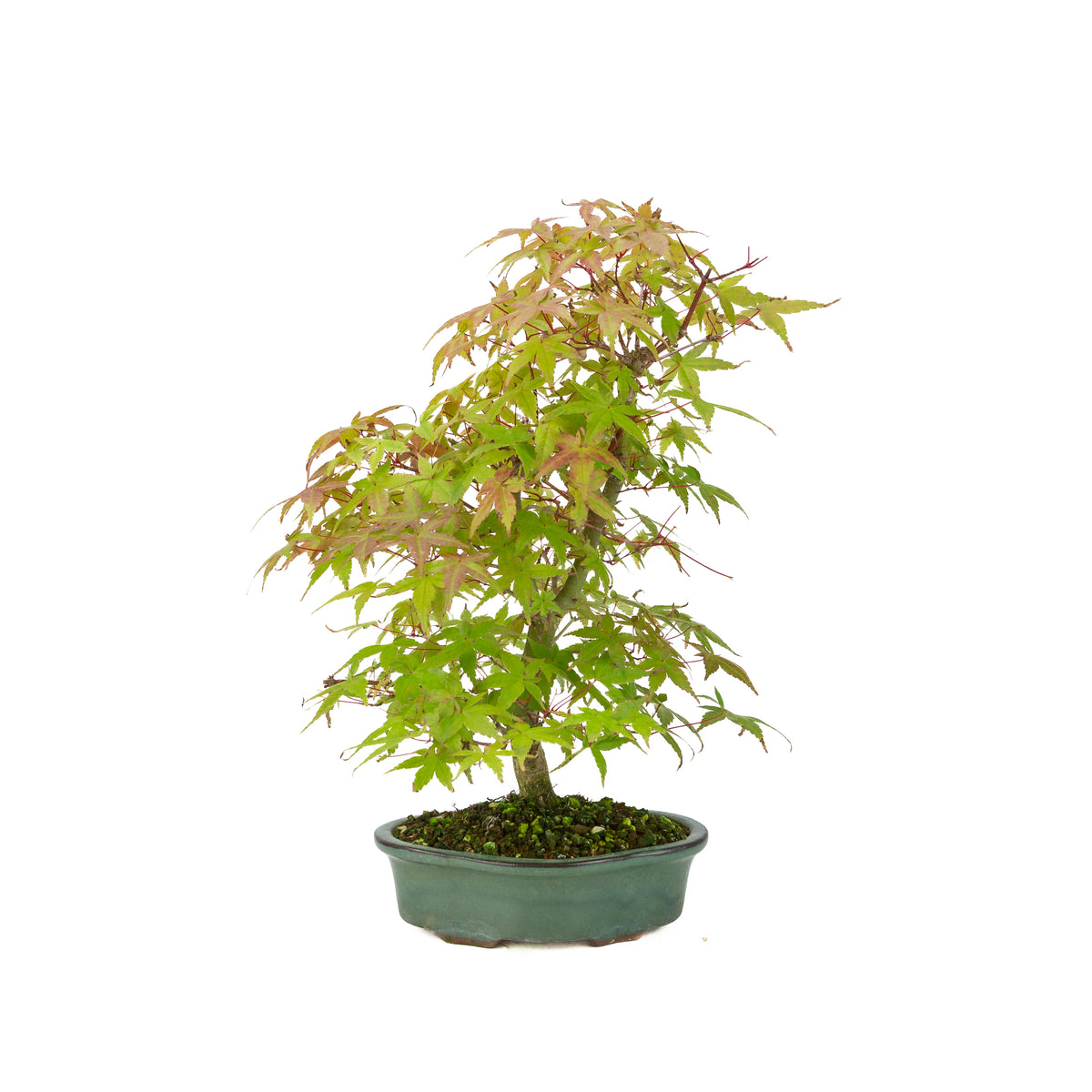 Acer palmatum Deshojo (japansk løn), højde ~40 cm