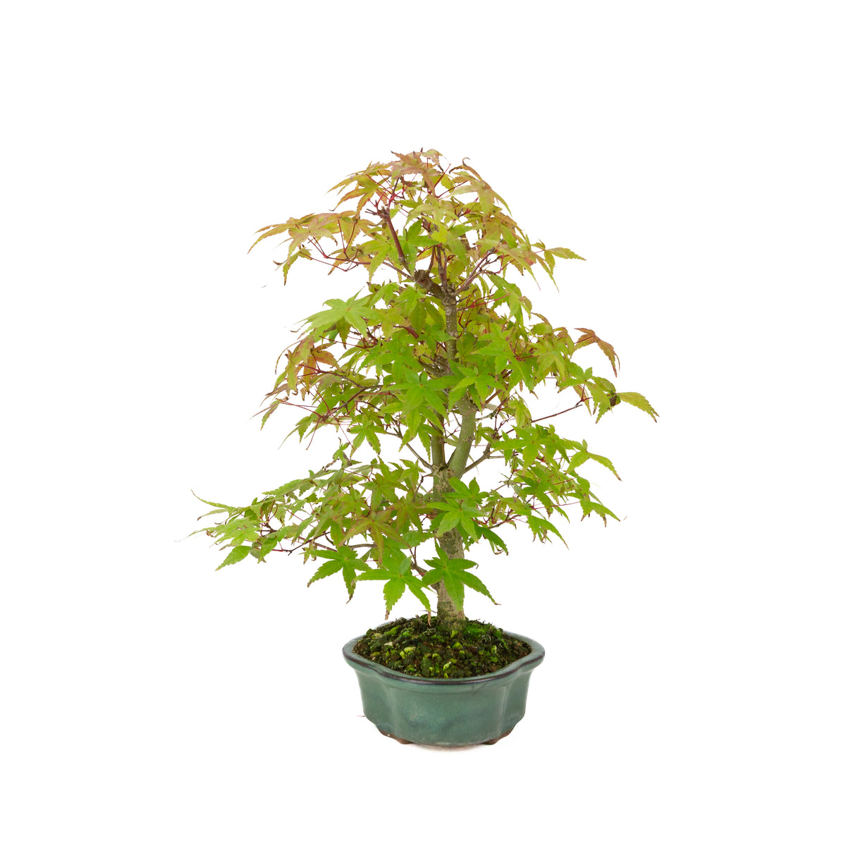 Acer palmatum Deshojo (japansk løn), højde ~40 cm