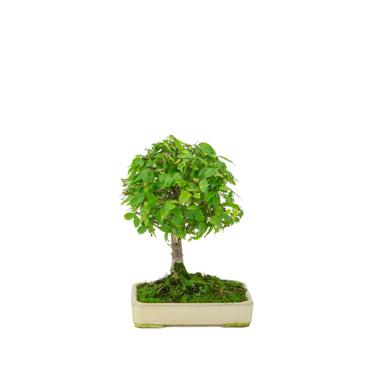 Zelkova serrata cremefarvet rektangulær potte 18 cm, højde ~26 cm